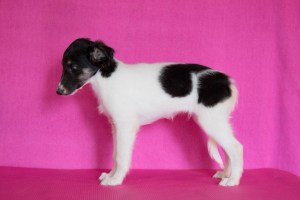 Firebirds Daredevil Elektra