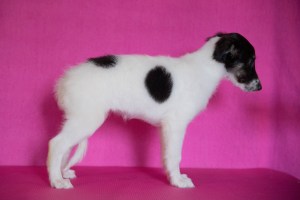 Firebirds Daredevil Elektra