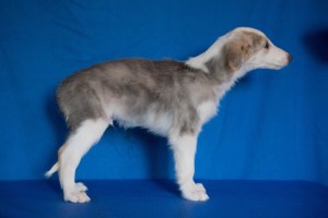 Firebirds Indiana Jones