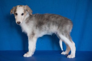 Firebirds Indiana Jones