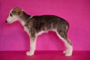 Firebirds Marvel Rogue