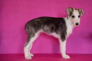 Firebirds Marvel Rogue