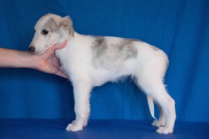 Firebirds Han Solo at Serenity