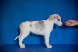 Firebirds Han Solo at Serenity