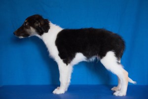 Firebirds Dread Pirate Roberts