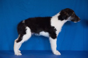 Firebirds Dread Pirate Roberts