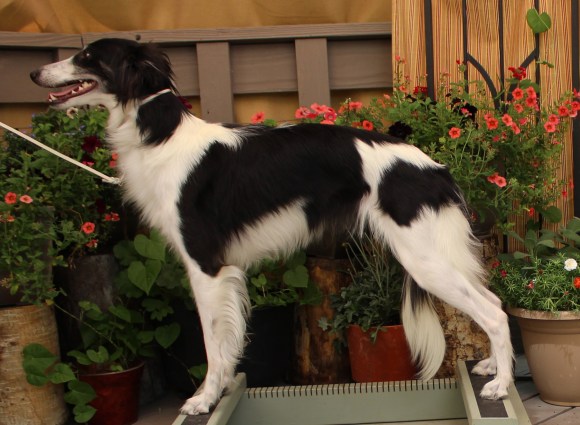 Firebird’s Wolf Creek Pass