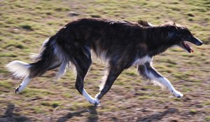 Asgard's Gryffyn Smooth Criminal